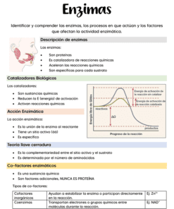 Infografía educativa en español que explica las enzimas. Incluye secciones sobre la descripción de las enzimas, los catalizadores biológicos, la acción de las enzimas, la teoría de la llave y el candado, los cofactores enzimáticos y un gráfico de energía de reacción.