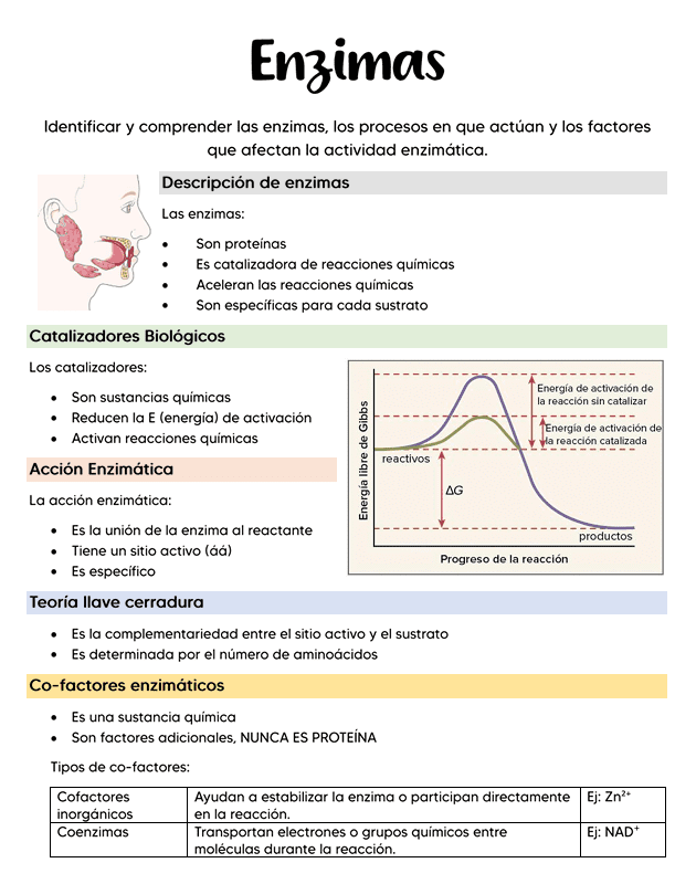 Enzimas 1 Infografía educativa en español que explica las enzimas. Incluye secciones sobre la descripción de las enzimas, los catalizadores biológicos, la acción de las enzimas, la teoría de la llave y el candado, los cofactores enzimáticos y un gráfico de energía de reacción.