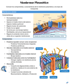 Infografía sobre la membrana plasmática mostrando un modelo de mosaico fluido con fosfolípidos, proteínas y glúcidos señalados. Incluye texto con características y componentes de la membrana celular.