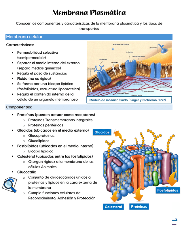 Membrana Plasmática 1 Infografía sobre la membrana plasmática mostrando un modelo de mosaico fluido con fosfolípidos, proteínas y glúcidos señalados. Incluye texto con características y componentes de la membrana celular.