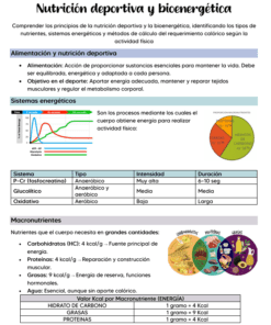 Infografía en español sobre nutrición deportiva y bioenergética, que incluye secciones sobre nutrientes, sistemas energéticos con un gráfico, ilustraciones de alimentos y una tabla con los valores energéticos de los macronutrientes.