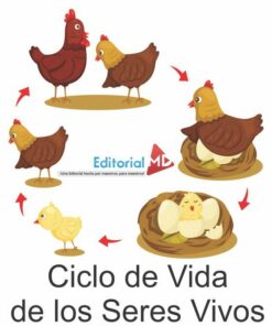 Ciclo de vida de los seres vivos