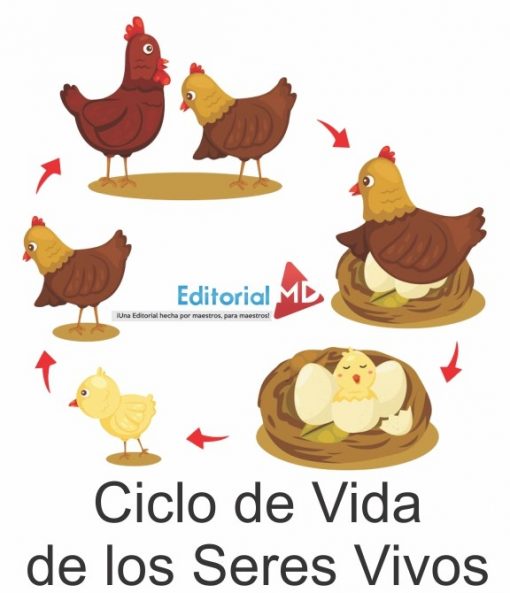 Ciclo de vida de los seres vivos