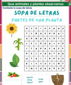 Una sopa de letras en español sobre las partes de las plantas con ilustraciones de un girasol, una hoja, una raíz y frutos. Palabras a encontrar: fruto, hoja, tallo, flor y raíz. El puzzle se titula 
