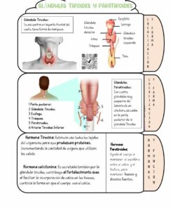 Diapositiva11 8