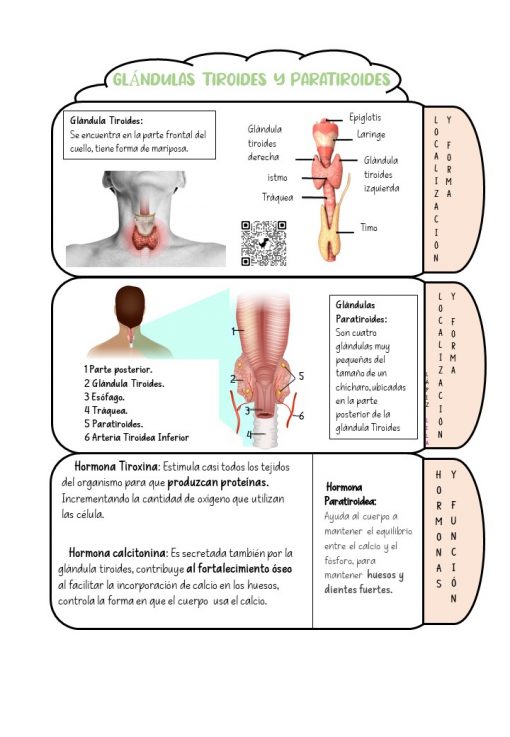 Diapositiva11 8