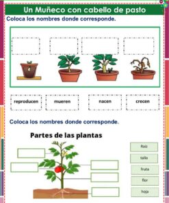 Ficha didáctica en español que muestra las etapas y partes del crecimiento de las plantas. Incluye imágenes de plantas en macetas en diferentes etapas y un diagrama etiquetado de una planta para rellenar con términos como raíz, tallo, fruta, flor y hoja.