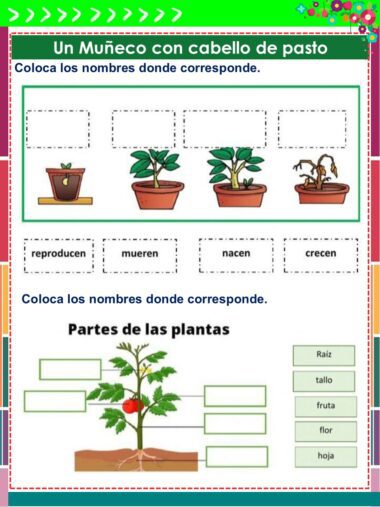 Ficha didáctica en español que muestra las etapas y partes del crecimiento de las plantas. Incluye imágenes de plantas en macetas en diferentes etapas y un diagrama etiquetado de una planta para rellenar con términos como raíz, tallo, fruta, flor y hoja.