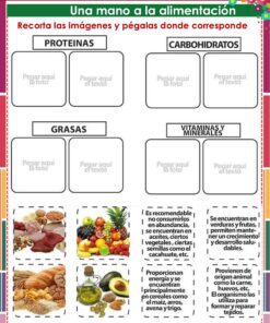 Hoja de trabajo para clasificar alimentos con cuatro secciones etiquetadas: 