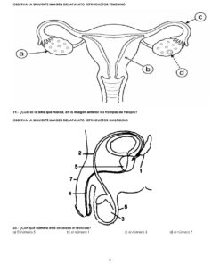 EXAMEN DE DIAGNOSTICO SEXTO GRADO 2026 2027 8