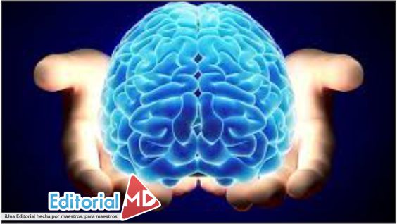 Función del Cerebro en el aprendizaje