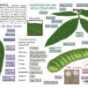 Infografía Didáctica del Árbol de Jinicuil - Anatomía Vegetal y Taxonomía