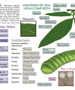 Infografía Didáctica del Árbol de Jinicuil - Anatomía Vegetal y Taxonomía