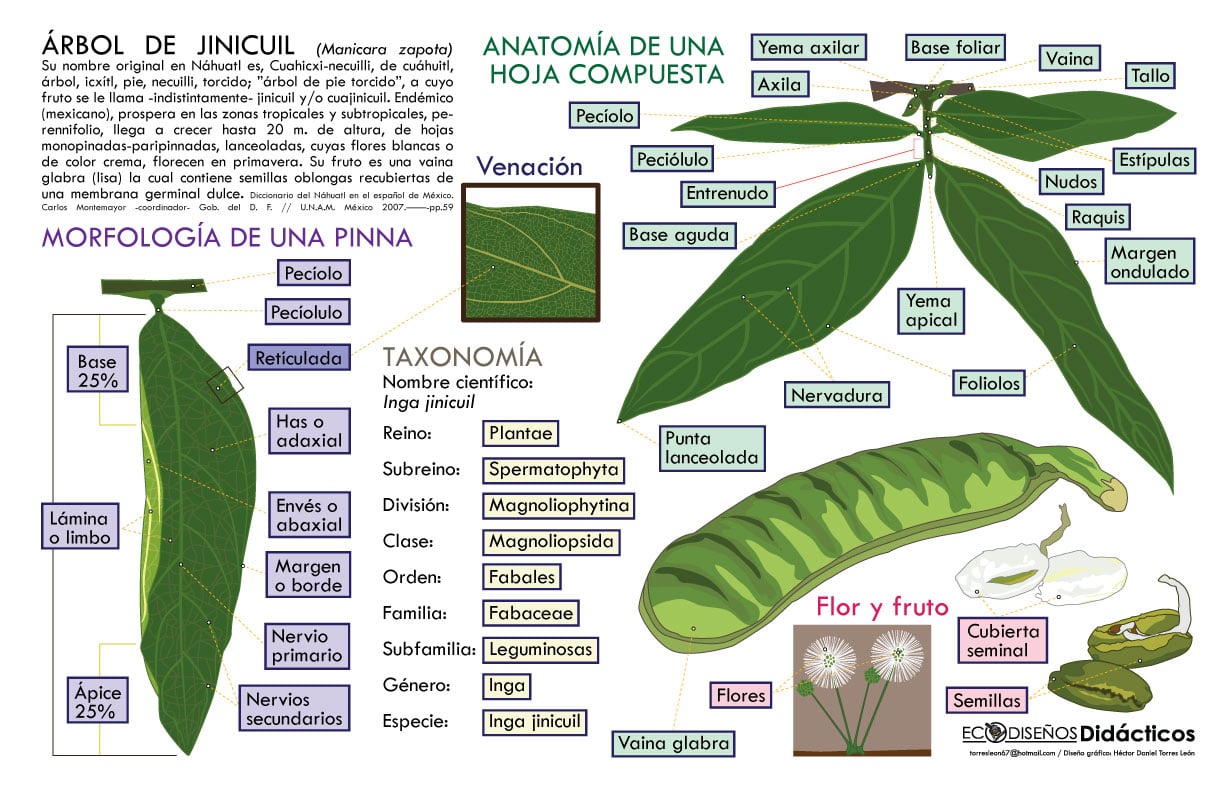 Infografía Didáctica del Árbol de Jinicuil - Anatomía Vegetal y Taxonomía 1 Infografía Didáctica del Árbol de Jinicuil - Anatomía Vegetal y Taxonomía