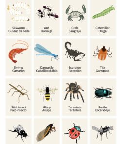Una cuadrícula que muestra varios tipos de artrópodos etiquetados tanto en español como en inglés. Incluye imágenes de un gusano de seda, una hormiga, un cangrejo, una oruga, un camarón, un caballito del diablo, un escorpión, una garrapata, un insecto palo, una avispa, una tarántula, un escarabajo, una mosca, una cigarra, una mariquita y un mosquito.
