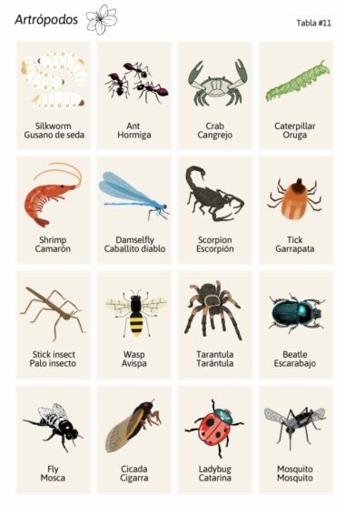 Una cuadrícula que muestra varios tipos de artrópodos etiquetados tanto en español como en inglés. Incluye imágenes de un gusano de seda, una hormiga, un cangrejo, una oruga, un camarón, un caballito del diablo, un escorpión, una garrapata, un insecto palo, una avispa, una tarántula, un escarabajo, una mosca, una cigarra, una mariquita y un mosquito.