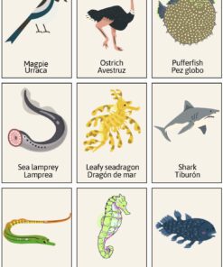 Una cuadrícula con ilustraciones y nombres de varios animales: urraca, avestruz, pez globo, lamprea de mar, dragón de mar frondoso, tiburón, pez pipa, caballito de mar y celacanto. El nombre de cada animal también se da en español.