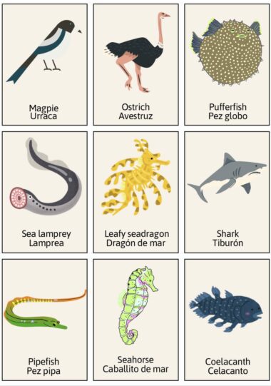 Una cuadrícula con ilustraciones y nombres de varios animales: urraca, avestruz, pez globo, lamprea de mar, dragón de mar frondoso, tiburón, pez pipa, caballito de mar y celacanto. El nombre de cada animal también se da en español.