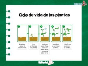 El Ciclo de Vida de las plantas