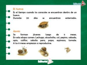 El Ciclo de Vida de los Seres Vivos