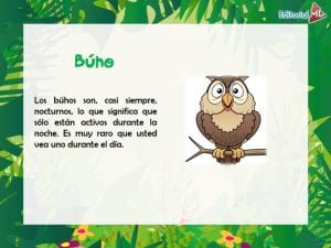 Búho para niños