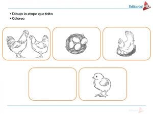 Actividades del Ciclo de Vida de los Seres Vivos