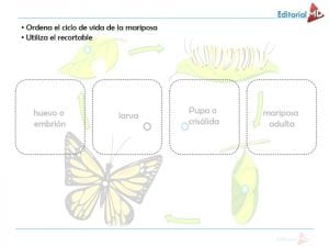 El Ciclo de Vida de los Seres Vivos