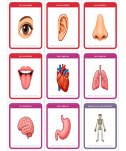 EduKIT Flash Cards de Ciencias y Cuerpo Humano para Primaria | 32 Conceptos, 72 Tarjetas y Portal Interactivo 9 Imagen 2 36