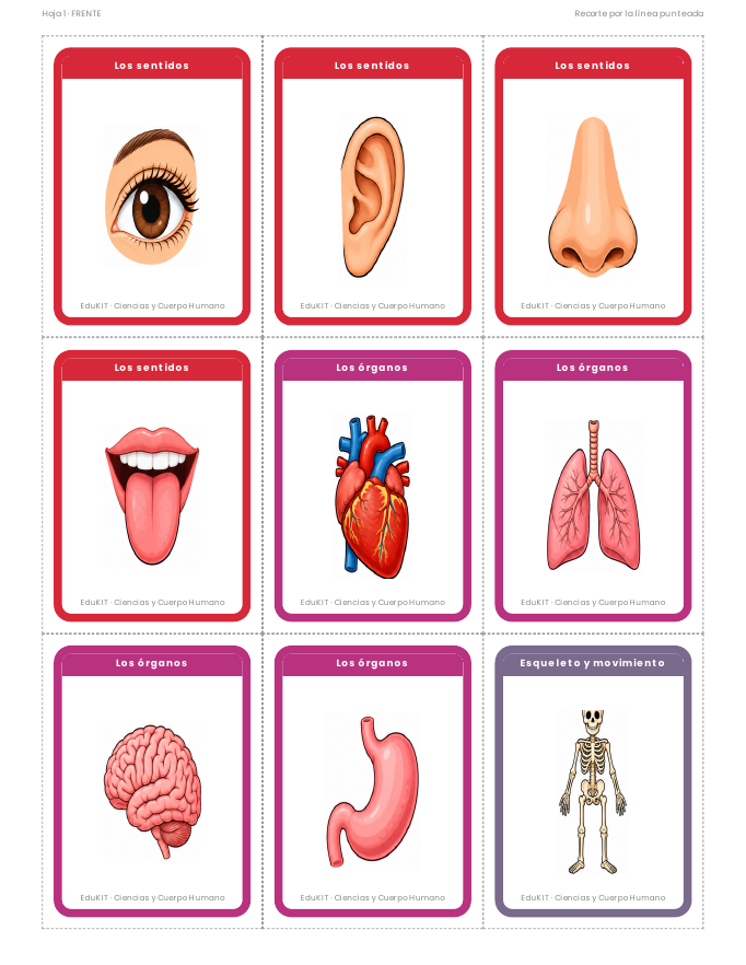 EduKIT Flash Cards de Ciencias y Cuerpo Humano para Primaria | 32 Conceptos, 72 Tarjetas y Portal Interactivo 3 EduKIT Flash Cards de Ciencias y Cuerpo Humano para Primaria | 32 Conceptos, 72 Tarjetas y Portal Interactivo - Imagen 3