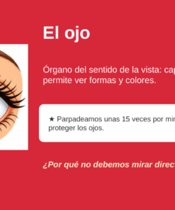 EduKIT Flash Cards de Ciencias y Cuerpo Humano para Primaria | 32 Conceptos, 72 Tarjetas y Portal Interactivo 12 Imagen 5 36