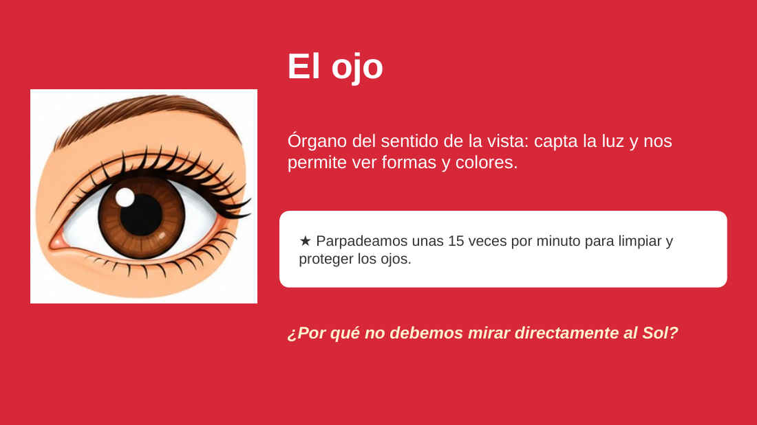 EduKIT Flash Cards de Ciencias y Cuerpo Humano para Primaria | 32 Conceptos, 72 Tarjetas y Portal Interactivo 6 EduKIT Flash Cards de Ciencias y Cuerpo Humano para Primaria | 32 Conceptos, 72 Tarjetas y Portal Interactivo - Imagen 6