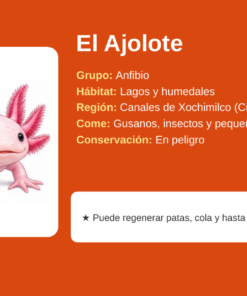 EduKIT Lotería de Animales de México para Primaria | 32 Animales, 20 Tableros y Portal Interactivo 12 Imagen 5 39