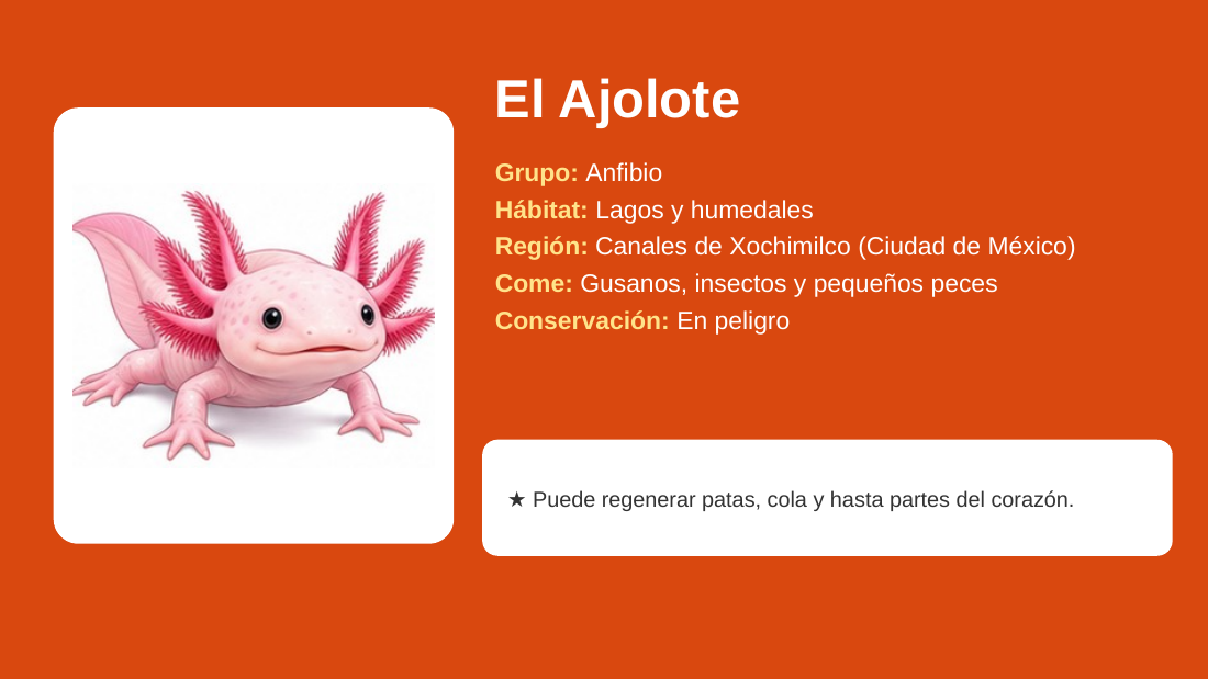 EduKIT Lotería de Animales de México para Primaria | 32 Animales, 20 Tableros y Portal Interactivo 6 EduKIT Lotería de Animales de México para Primaria | 32 Animales, 20 Tableros y Portal Interactivo - Imagen 6