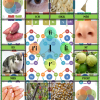 Juegos didácticas en lengua maya03