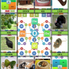 Juegos didácticas en lengua maya04