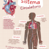 Láminas del Cuerpo Humano 3 Infografía colorida del sistema circulatorio humano, mostrando el corazón y sus partes, rutas de sangre, pulmones, venas, arterias y capilares, con descripciones y datos destacados sobre la cantidad de vasos sanguíneos.
