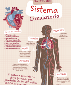 Infografía colorida del sistema circulatorio humano, mostrando el corazón y sus partes, rutas de sangre, pulmones, venas, arterias y capilares, con descripciones y datos destacados sobre la cantidad de vasos sanguíneos.
