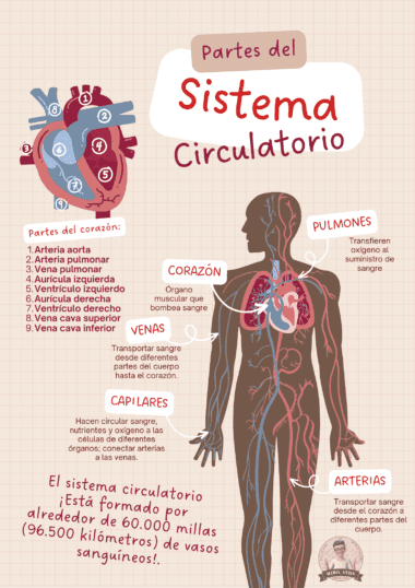 Infografía colorida del sistema circulatorio humano, mostrando el corazón y sus partes, rutas de sangre, pulmones, venas, arterias y capilares, con descripciones y datos destacados sobre la cantidad de vasos sanguíneos.
