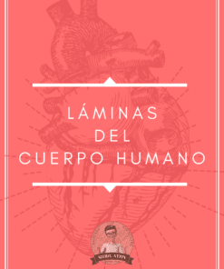 Portada rosa con un corazón humano esbozado de fondo. El texto en blanco dice "Láminas del Cuerpo Humano". En la parte inferior hay un logotipo circular con una persona de dibujos animados con gafas y el texto "Mtro. Afzai".