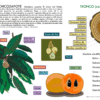 Infografía del Árbol de Chicozapote y sus Partes