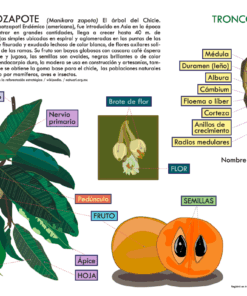 Infografía del Árbol de Chicozapote y sus Partes