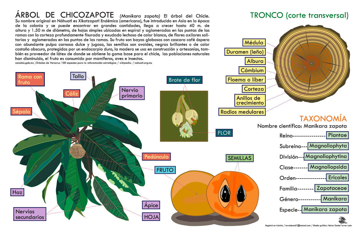 Infografía del Árbol de Chicozapote y sus Partes 1 Infografía del Árbol de Chicozapote y sus Partes
