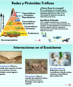 Infografía sobre redes y pirámides tróficas, mostrando niveles de consumidores, productores y descomponedores, junto con explicaciones del flujo de energía, equilibrio ecológico e interacciones como competencia, depredación y mutualismo.