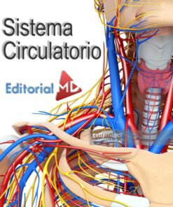 sistema-circulatorio-humano-y-su-funcion