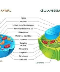 Taller la celula y sus partes