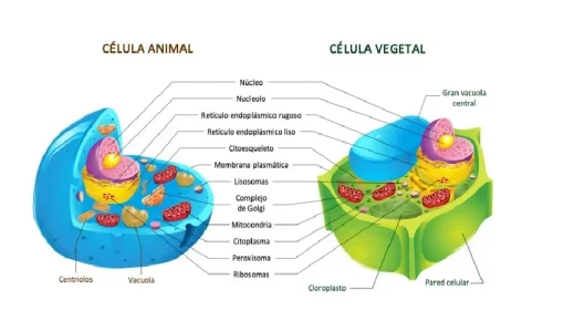 Taller la celula y sus partes