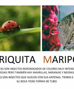 La imagen muestra a la izquierda una mariquita roja con puntos negros sobre una hoja verde, y a la derecha una mariposa con alas claras y patrones oscuros sobre una flor rosada. Debajo, hay descripciones en español sobre las características de las mariquitas y mariposas, ideales para un Proyecto Primavera Infantil.