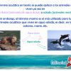 animales acuaticos 03