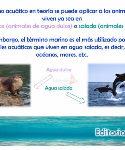 animales acuaticos 03