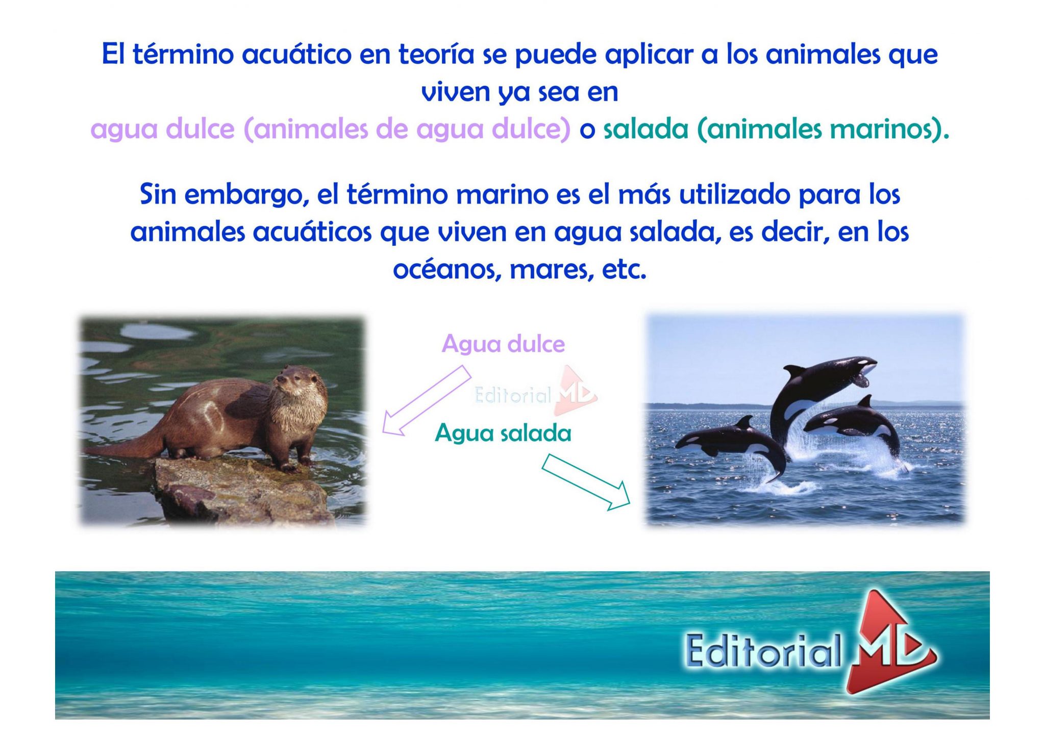 Animales Acuáticos para Niños de Primaria y Preescolar